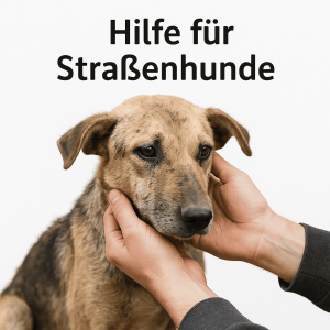 Straßenhunde
