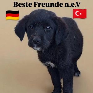 Tierschutzverein Candostlari – Beste Freunde n.e.V
