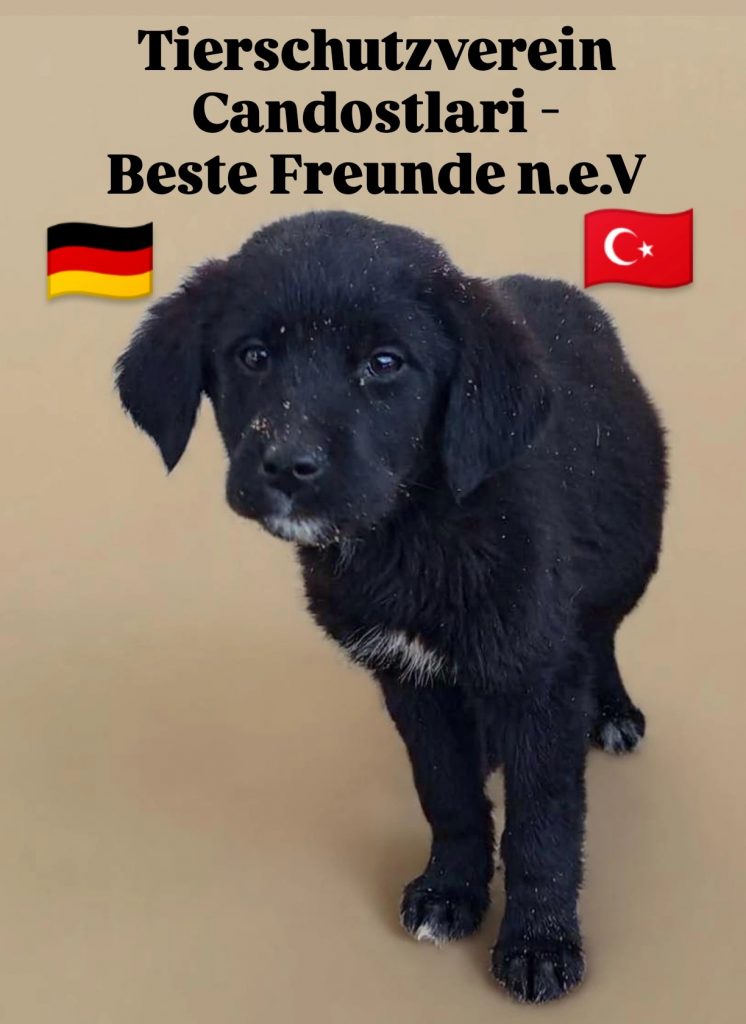 Tierschutzverein Candostlari – Beste Freunde n.e.V